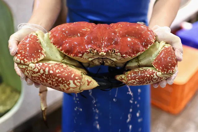 A fishmonger holds a giant crab as crowds gather for last minute shopping before Christmas at the Sydney Fish Market on December 24, 2015 in Sydney, Australia. The Sydney Fish Markets experience its busiest trade over the Christmas week including the 36 hour marathon from 5am on the 23rd December until 5pm Christmas Eve. (Photo by Cameron Spencer/Getty Images)