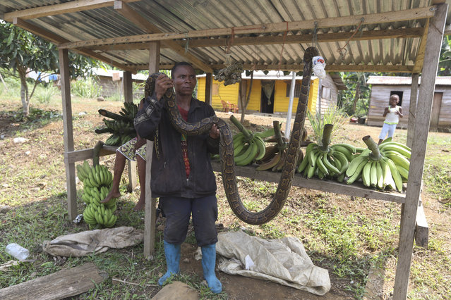 A hunter displays a  snake for sale on a street  outside of  Malabo, Equatorial Guinea, Saturday January 31, 2015. Malabo is holding the African Cup of Nations quarterfinal match on Sunday between Algeria and Ivory Coast at  the Estadio De Malabo. (Photo by Sunday Alamba/AP Photo)