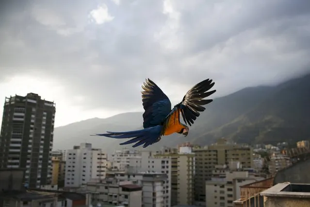 A macaw flies over buildings with the Avila mountain behind in Caracas March 31, 2015. (Photo by Jorge Silva/Reuters)