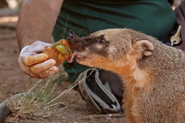 A South American Coati licks a block of frozen fruits at Israel's Safari Zoo in Ramat Gan, north of the Mediterranean coastal city of Tel Aviv, as temperatures reach 35 degrees Celsius on July 13, 2023. (Photo by Jack Guez/AFP Photo)