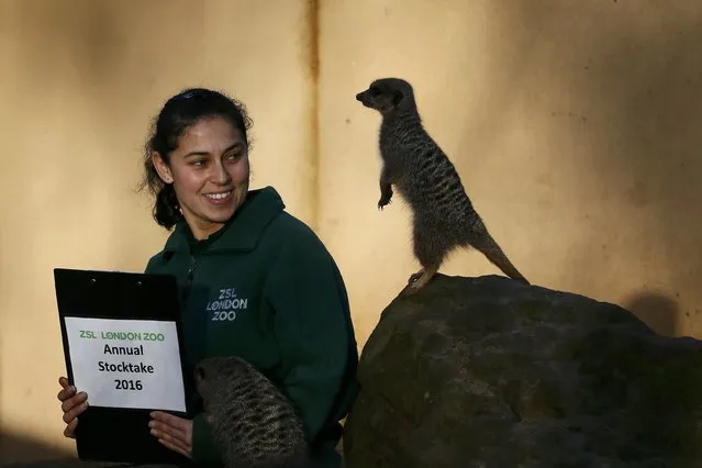 Keeper Veronica Heldt poses with a Meerkat during the stock take at London Zoo in London, Britain January 4, 2016. (Photo by Stefan Wermuth/Reuters)