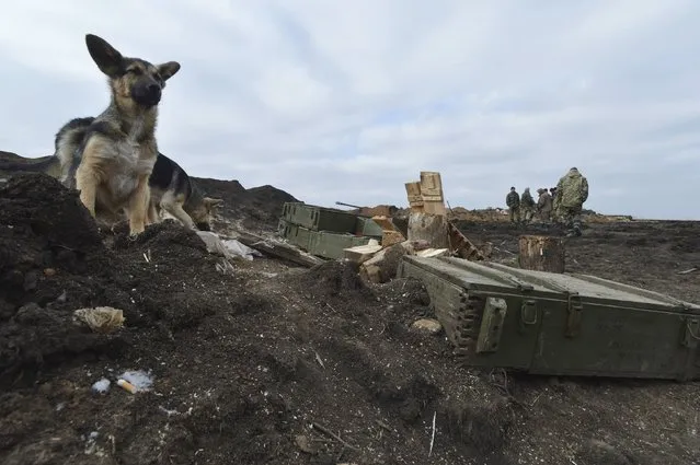 Dogs walk near boxes of shells at the positions of the Ukrainian armed forces in Donetsk region, eastern Ukraine, February 20, 2015. Kiev accused Russia on Friday of sending more tanks and troops into eastern Ukraine and said they were heading towards the rebel-held town of Novoazovsk on the southern coast, expanding their presence on what could be the next key battlefront.REUTERS/Oleksandr Klymenko (UKRAINE - Tags: MILITARY CIVIL UNREST CONFLICT ANIMALS)