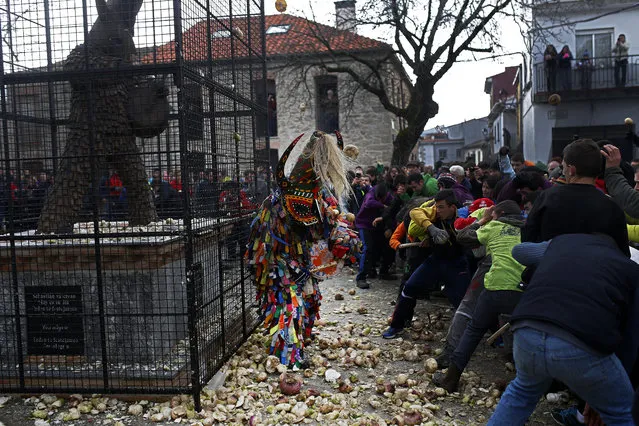People throw turnips at the Jarramplas as he makes his way through the streets beating his drum during the Jarramplas festival in Piornal, Spain, Wednesday, January 20, 2016. (Photo by Francisco Seco/AP Photo)