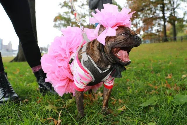 A dog in costume eagerly awaits the start of the 28th Annual Tompkins Square Halloween Dog Parade in Tompkins Square Park in New York on October 28, 2018. (Photo by Gordon Donovan/Yahoo News)