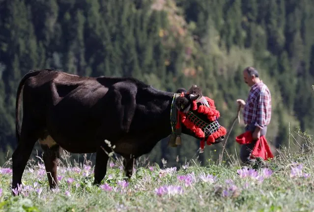 A cow decorated with charms, colorful ropes and beads is seen as the local cattle breeders who prepared sash, loincloth and their local clothes known as “bush vest” before coming to plateau, their animals in Trabzon, Turkiye on September 24, 2023. Cattle breeders return to Black Sea plateaus as the weather gets colder. Breeders, who have been migrating to the highlands for centuries in the region, have completed their migration preparations before their return journey. (Photo by Hakan Burak Altunoz/Anadolu Agency via Getty Images)