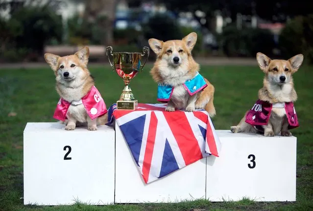 Corgi Alexandra is crowned winner of the first Ladbrokes Barkingham Palace Gold Cup in Bedford Square, London on March 19, 2015, with Camilla and Victoria claiming 2nd and 3rd place respectively as ten Corgis raced against each other in the hope of determining the name of the next royal baby, ahead of the Duchess of Cambridge's April due date. (Photo by David Parry/PA Wire)