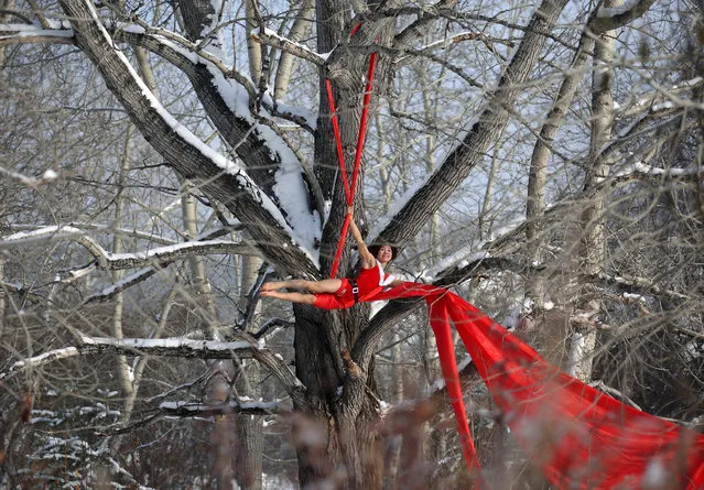 A pole dancer in Santa costume performs with a red ribbon from a tree, on December 23, 2016 in Mohe, China. (Photo by Feature China/Barcroft Images)