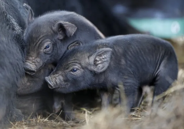 In this Thursday, December 8, 2016, three-day-old mulefoot piglets nuzzle their mother at Dogpatch Farm in Washington, Maine. The American mulefoot hog was once the rarest of all U.S. livestock breeds, and they’re still listed as critically rare by the Livestock Conservancy. There are fewer than 500 registered, purebred, breeding mulefoots. (Photo by Robert F. Bukaty/AP Photo)