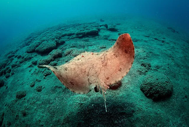 Stingray fish is seen on the seabed at the Samandag Cevlik Akcay diving site off the coasts of Samandag, near the Turkey-Syria border, in Hatay province of Turkey on November 10, 2018. Samandag is becoming a popular destination among divers as its provides rich underwater scenery. (Photo by Sebnem Coskun/Anadolu Agency/Getty Images)