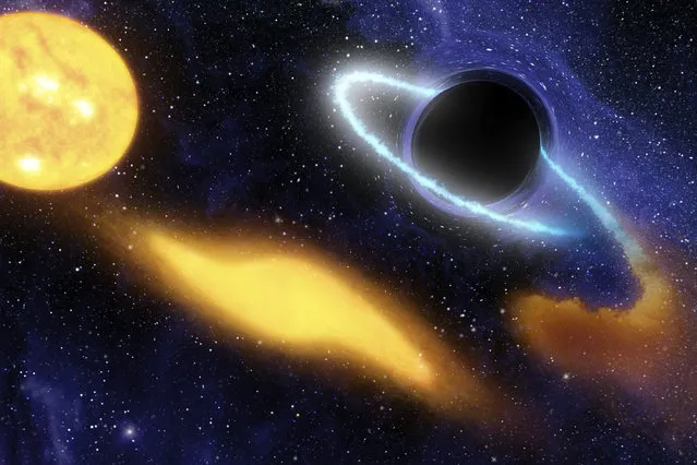 The artist's concept chronicles the star being ripped apart and swallowed by the cosmic beast over time. First, the intact sun-like star (left) ventures too close to the black hole, and its own self-gravity is overwhelmed by the black hole's gravity. The star then stretches apart (middle yellow blob) and eventually breaks into stellar crumbs, some of which swirl into the black hole (cloudy ring at right). This doomed material heats up and radiates light, including ultraviolet light, before disappearing forever into the black hole. (Photo by Reuters/NASA/JPL-Caltech)