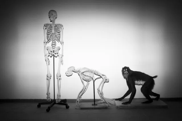 Skeletons of a human and a monkey await installation at the Steinhardt Museum of Natural History in Tel Aviv, Israel on Monday, February 19, 2018. The museum's single exhibit on human evolution is situated on the top floor, allowing any visitors who may find the subject objectionable for religious reasons to easily bypass it. (Photo by Oded Balilty/AP Photo)
