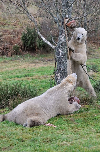 Photo issued by Highland Wildlife Park of Polar Bears on December 2, 2013. Arktos (front) and Walker (back), the resident polar bears at Highland Wildlife Park, who were enjoying their birthday treats. Walker and Arktos were treated to special ice cakes, created by their keepers and filled with some of their favourite foods including sardines and carrots. (Photo by Alex Riddell/PA Wire)
