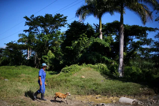 A man walks with a goat near the birthplace of Cuba's former President Fidel Castro in Biran, Cuba December 5, 2016. Picture taken December 5, 2016. (Photo by Ivan Alvarado/Reuters)