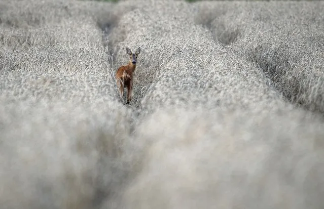A deer stands in a wheat field in Neu Anspach near Frankfurt, Germany, Thursday, August 10, 2023. (Photo by Michael Probst/AP Photo)