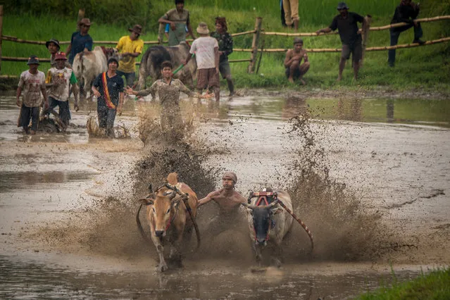 Jokey races cows in rice field, on March 12, 2016 in Padang, West Sumatra, Indonesia. (Photo by Teh Han Lin/Barcroft Images)