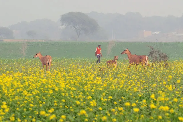 Indian nilgai, the largest of the Asian antelopes also known as blue bulls, are seen in a mustard field in Jhunsi village on the outskirts of Allahabad on January 7, 2017. (Photo by Sanjay Kanojia/AFP Photo)