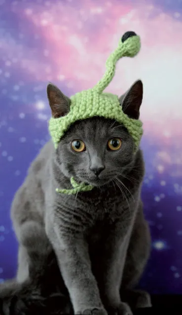 This photo provided by Running Press and Quarto, Inc. shows Extraterrestrial from the book, “Cats in Hats”, published by Running Press. (Photo by Liz Coleman/Running Press/Quarto, Inc. via AP Photo)