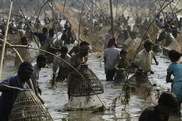 Indian villagers participate in community fishing as part of the Bhogali Bihu celebrations at the Goroimari Lake in Panbari village, some 50 kilometers (31 miles) east of Gauhati, India, Monday, January 13, 2014. “Bhogali Bihu” marks the end of the harvesting season in the north eastern state of Assam. (Photo by Anupam Nath/AP Photo)