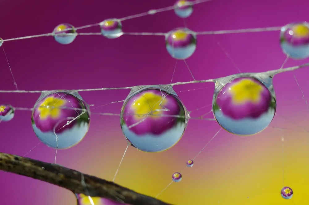 Beautiful Dew Drops