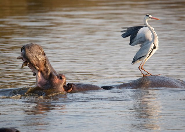 A hippo gives a ride to a hitchhiking heron at the Kruger national park, South Africa in the last decade of January 2024. (Photo by Anton Oosthuysen/Media Drum Images)