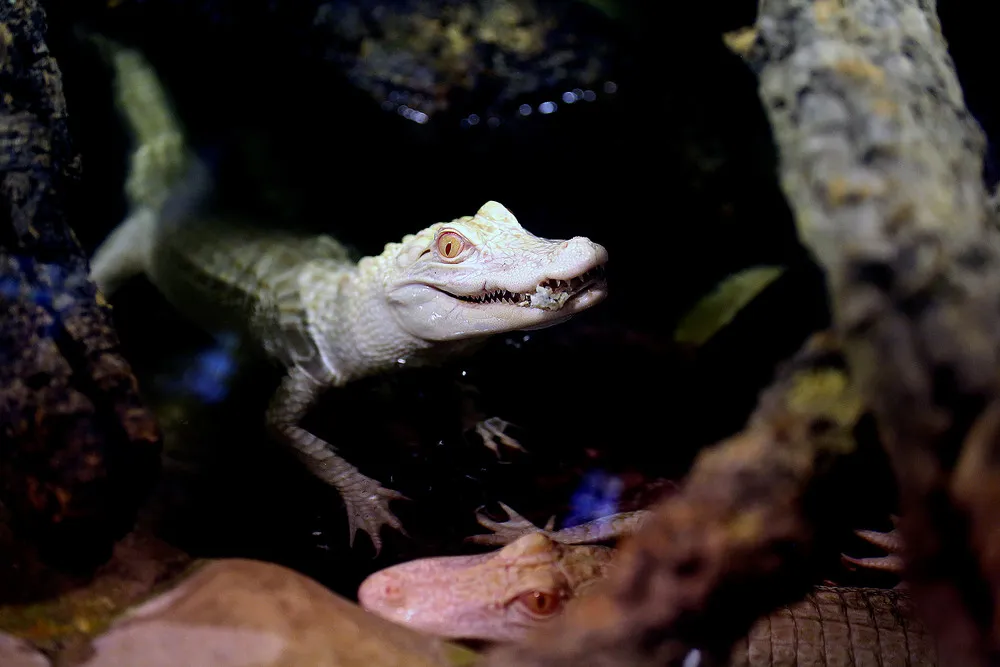 Albino Alligators at the Tropical Aquarium in Paris
