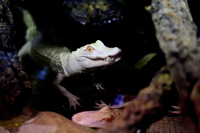 Two 18-month old albino alligators are presented at the Tropical Aquarium in Paris. The alligators arrived in their new home on Wednesday, after traveling thousands of miles from a fish farm in Florida. The aquarium's new lodgers are two of only twenty to thirty in the world, according to the director of the aquarium, Michel Hignette. (Photo by Remy de la Mauviniere/Associated Press)