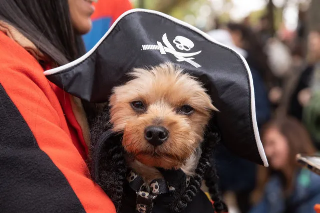 Tompkins Square Halloween Dog Parade returns to New York City on October 23, 2021. (Photo by J. Mayer/Rex Features/Shutterstock)