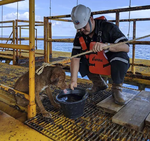 In this Friday, April 12, 2019, photo, a dog is taken care by an oil rig crew after being rescued in the Gulf of Thailand. (Photo by Vitisak Payalaw via AP Photo)