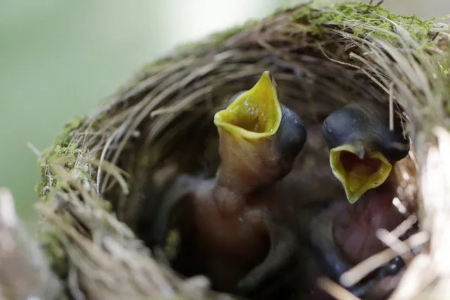 Black-Naped Monarch hatchlings are seen at the Hlawga National Park, in Mingaladon, some 22 miles (35 km) north of Yangon on May 8, 2015. The 1540-acre (623-hectare) facility, with over 70 kinds of herbivorous animals and 90 species of birds, has a wildlife section as well as a mini-zoo and is a popular day-trip destination from Yangon. (Photo by Ye Aung Thu/AFP Photo)