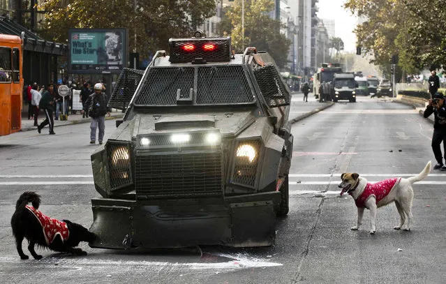 A stray dog bites the flap of an armored police truck during a student protest march demanding a free, non-sexist education, in Santiago, Chile, Thursday, April 25, 2019. The march took place among isolated incidents carried out by hooded men who attacked the police, who then responded with jet sprays of water and tear gas. (Photo by Esteban Felix/AP Photo)