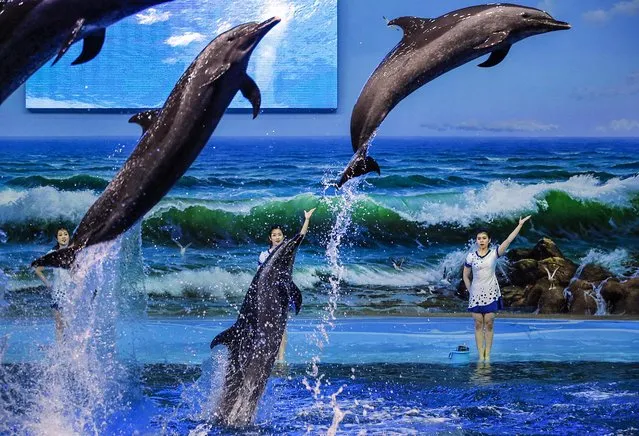 Trainers direct dolphins performing at a dolphinarium in Pyongyang, North Korea, on February 28, 2014. (Photo by Vincent Yu/Associated Press)