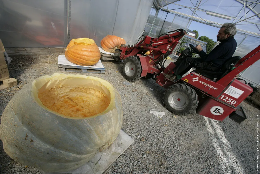 Giant Pumpkin Race
