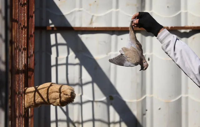 A local volunteer working with the international animal welfare charity “Four Paws” feeds a lion with a dead bird as he gives treatment to animals which were abandoned in the Mumtaz al- Nour zoo in eastern Mosul on February 21, 2017. Most of the animals in the Mumtaz al- Nour zoo were killed or died of starvation during the recent offensive by Iraqi forces to retake the eastern part of the city from Islamic State (IS) group fighters. (Photo by Safin Hamed/AFP Photo)