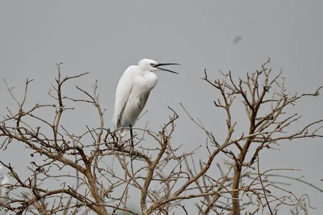 A little egret is seen in Jahra Governorate, Kuwait, November 21, 2021. (Photo by Xinhua News Agency/Rex Features/Shutterstock)