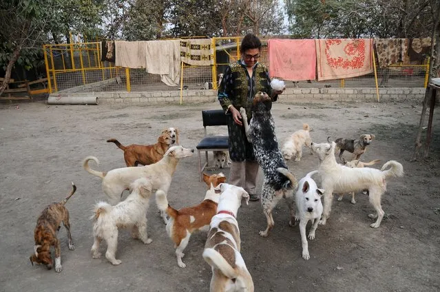 Zeba Masood, an animal rights activist stands in an enclosure with dogs after they were rescued from streets at the Lucky Animal Protection Shelter (LAPS), a nonprofit organisation providing temporary shelter to astray and abandoned dogs in Peshawar, Pakistan October 9, 2019. (Photo by Fayaz Aziz/Reuters)