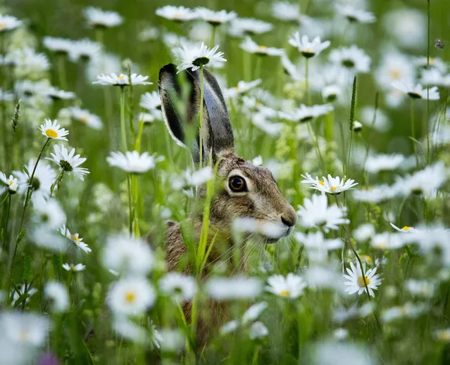 A hare sits in a field of marguerites in Frankfurt, Germany, late Sunday, May 26, 2019. (Photo by Michael Probst/AP Photo)
