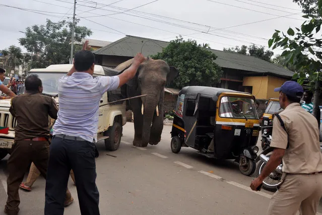 Forest officials try to steer a wild male elephant back to its herd after the animal became separated and wandered into the street in Guwahati, India on June 12, 2019. (Photo by Anuwar Ali Hazarika/Barcroft Media)