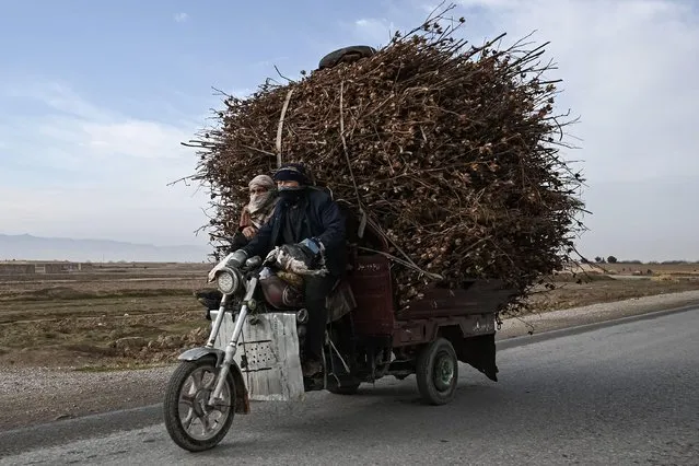 Men ride a motorcycle loaded with dry cotton shrubs in Balkh, northwest of Mazar-i-Sharif on December 22, 2021. (Photo by Mohd Rasfan/AFP Photo)