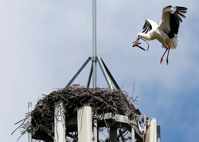 A white stork brings branches to its nest situated on a cell phone tower near Don Benito, Spain, April 13, 2016. (Photo by Paul Hanna/Reuters)