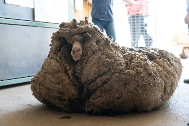 Sheep Baarack is seen before his thick wool was shorn in Lancefield, Victoria, Australia on February 5, 2021. (Photo by Edgar's Mission Inc/Handout via Reuters)