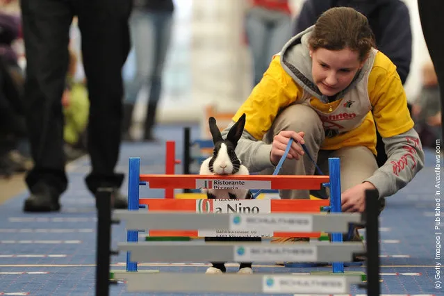 A rabbit jumps over a hurdle at an obstacle course during the first European rabbit hopping championships