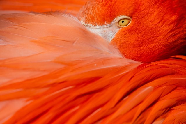 A flamingo sits in the sun at the Cologne Zoo in Germany on Tuesday, April 30, 2024. (Photo by Rolf Vennenbernd/Picture Alliance via Getty Images)