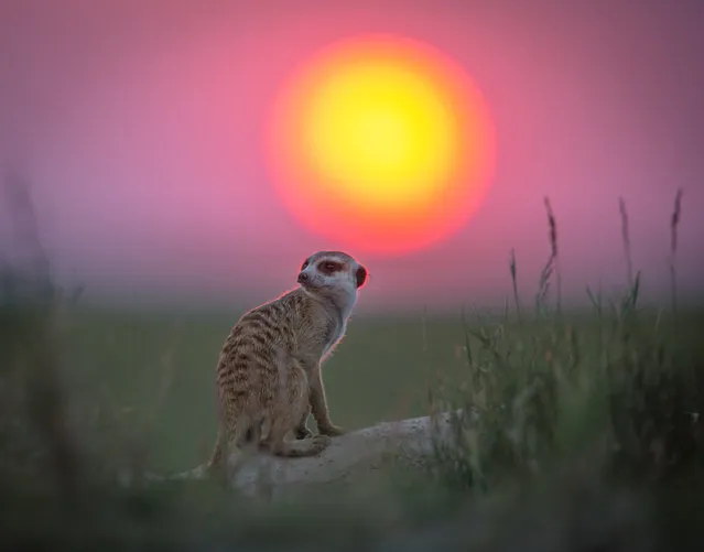 A Meerkat at sunset on January 2014 in Makgadikgadi, Botswana. These adorable Meerkats used a photographer as a look out post before trying their hand at taking pictures. The beautiful images were caught by wildlife photographer Will Burrard-Lucas after he spent six days with the quirky new families in the Makgadikgadi region of Botswana. Will has photographed Meerkats in the past and was delighted when he realised he would be shooting new arrivals. (Photo by Will Burrard-Lucas/Barcroft Media)