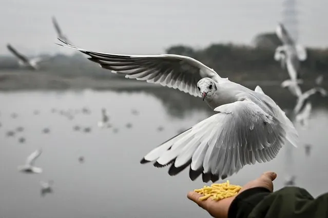 A man stretches his arm as he feeds seagulls on the banks of river Yamuna in New Delhi on January 23, 2022. (Photo by Sajjad Hussain/AFP Photo)