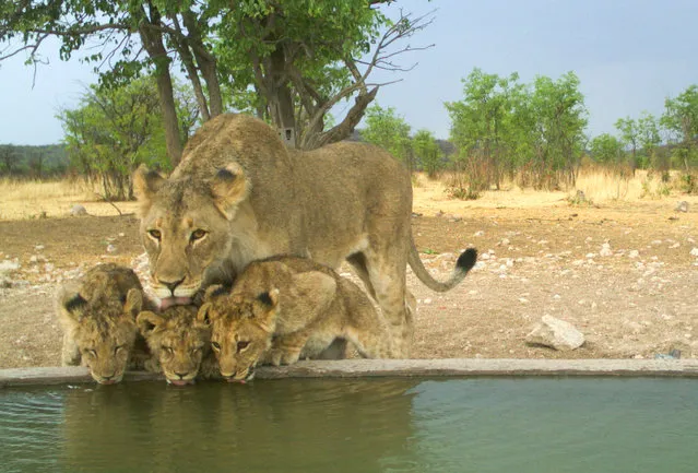 A female lion brings her cubs to drink from a water hole on a ranch in Namibia. Males will protect their own offspring but are notoriously brutal to any cubs not related to them. This can lead to infanticide, which is most common when new male lions take over a pride of females after vanquishing the previously dominant males. (Photo by Ongava Game Reserve/Johns Hopkins University Press)