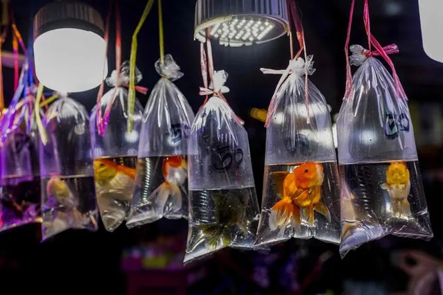 Gold fish for sale hang in plastic bags at a fun fair on Thailand's annual Children's Day in Bangkok on January 08, 2022. (Photo by Jack Taylor/AFP Photo)
