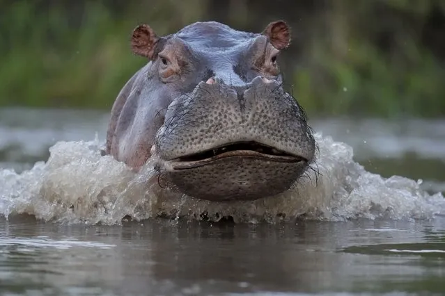 A hippo swims in the Magdalena river in Puerto Triunfo, Colombia, Wednesday, February 16, 2022. Colombia's Environment Ministry announced in early Feb. that hippos are an invasive species, in response to a lawsuit against the government over whether to kill or sterilize the hippos that were imported illegally by the late drug lord Pablo Escobar, and whose numbers are growing at a fast pace and pose a threat to biodiversity. (Photo by Fernando Vergara/AP Photo)