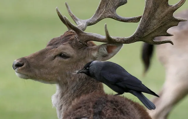 A bird sits and pulls fur from the back of a deer in Bushy Park, in London, Britain April 16, 2017. (Photo by Peter Nicholls/Reuters)