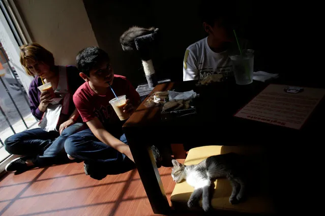 A cat sleeps under a table while customers enjoy their drinks inside “Meow” cafe, where diners can play, interact or adopt cats given away by their former owners or rescued from the streets, in Monterrey, Mexico, May 14, 2016. (Photo by Daniel Becerril/Reuters)