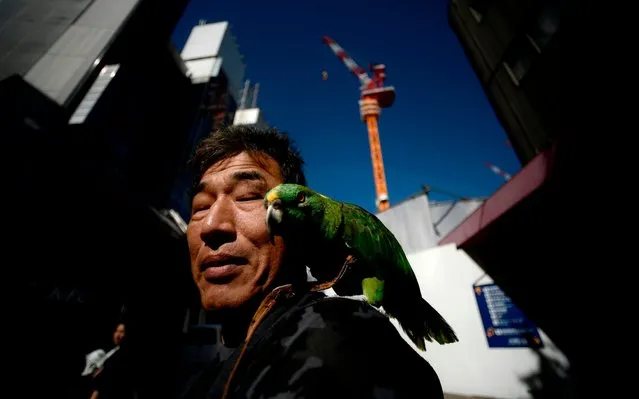 A man walks with his parrot in central Kobe, Japan on September 19 2019. (Photo by Filippo Monteforte/AFP Photo)